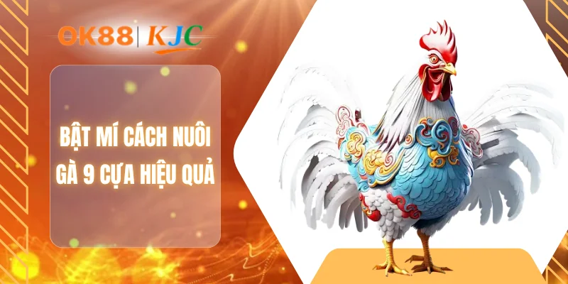 Bật mí cách nuôi gà 9 cựa hiệu quả