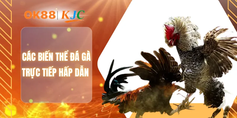 Các biến thể đá gà trực tiếp hấp dẫn