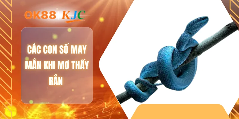 Các con số may mắn khi mơ thấy rắn