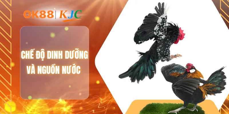 Chế độ dinh dưỡng và nguồn nước