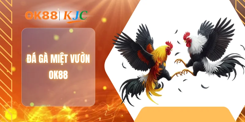 ĐÁ GÀ MIỆT VƯỜN OK88