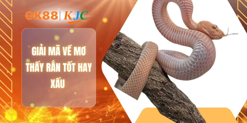 Giải mã về mơ thấy rắn tốt hay xấu