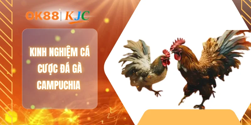 Kinh nghiệm cá cược đá gà Campuchia
