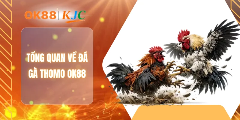 Tổng quan về đá gà Thomo OK88