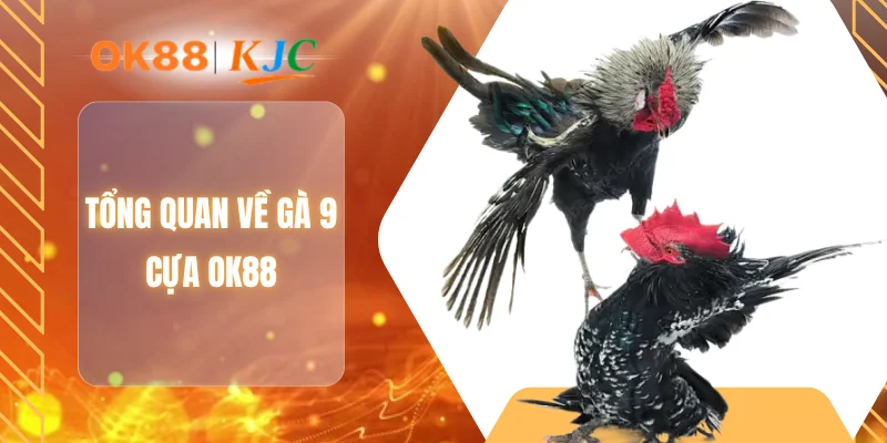 Tổng quan về gà 9 cựa OK88