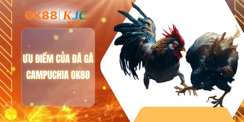 Ưu điểm của đá gà Campuchia OK88