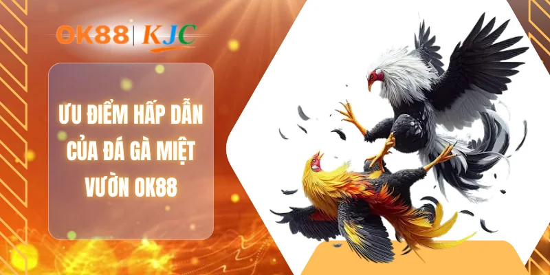 Ưu điểm hấp dẫn của đá gà miệt vườn OK88