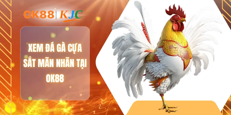 Xem đá gà cựa sắt mãn nhãn tại OK88